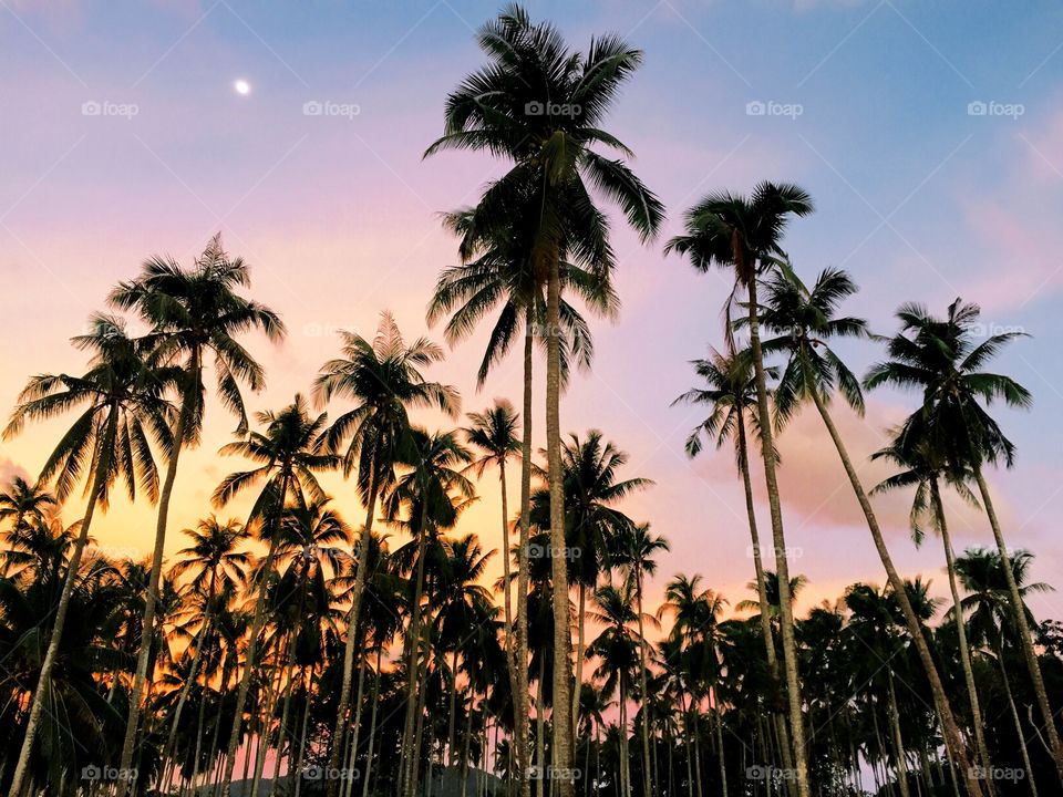 Sunset and palm trees in Phuket, Thailand.