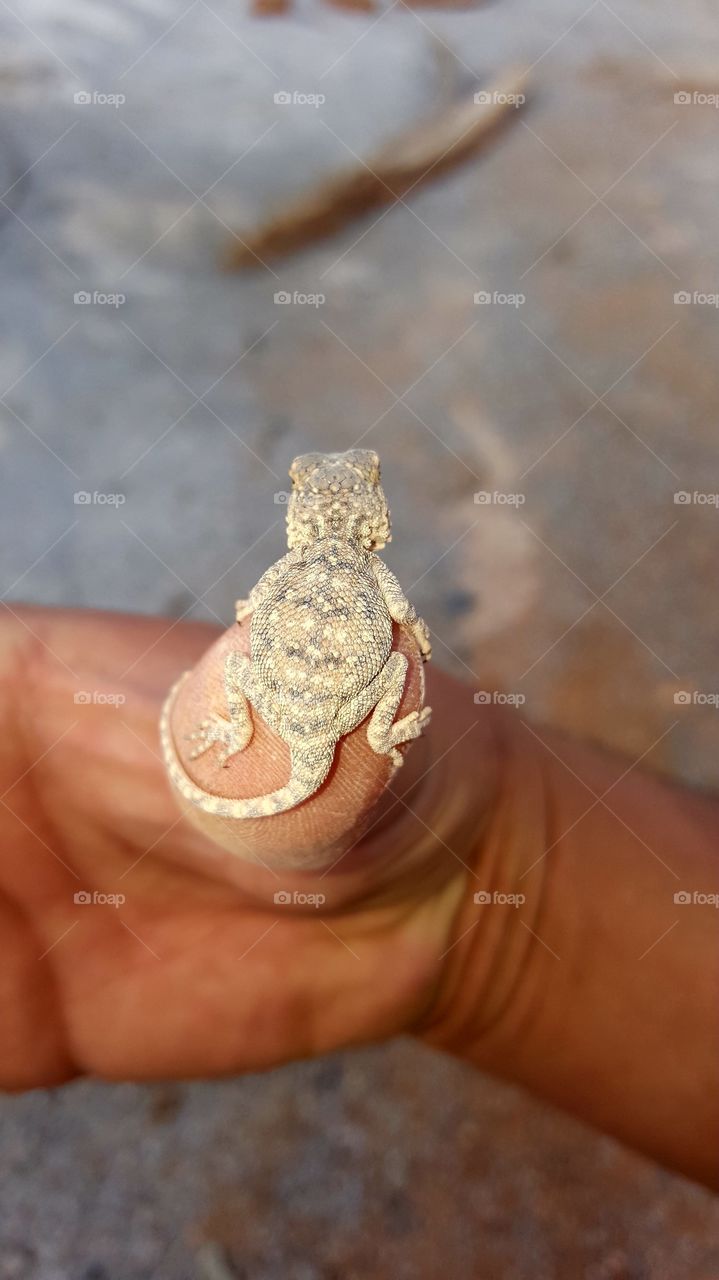 lizard animals nature