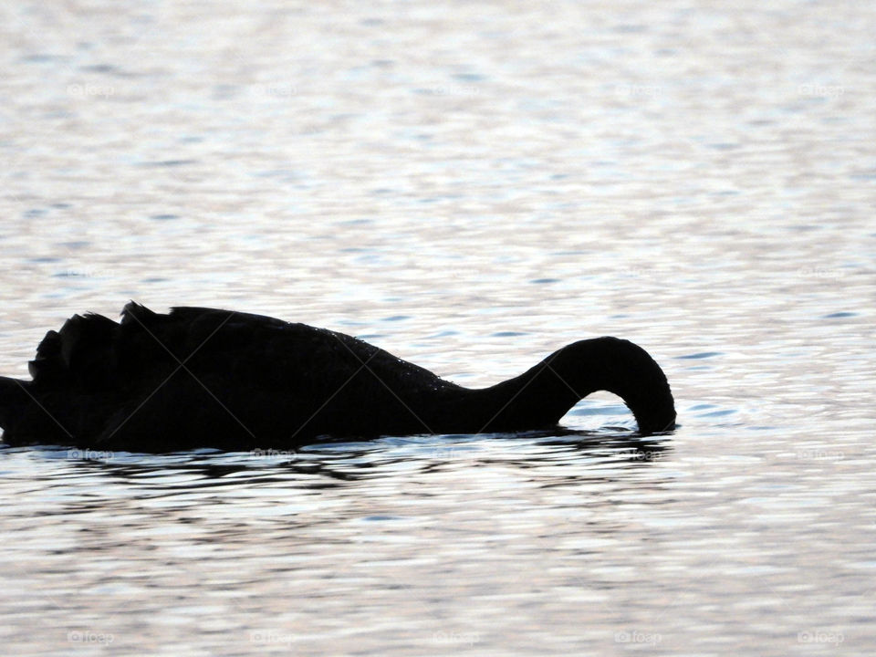 Swan feeding at dusk
