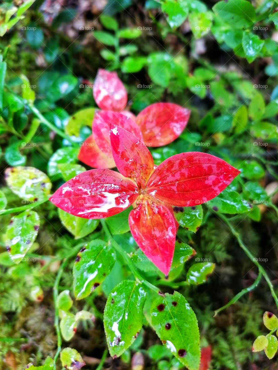 On a day trip in the Finnish forest in September. 🇫🇮🍁🍂