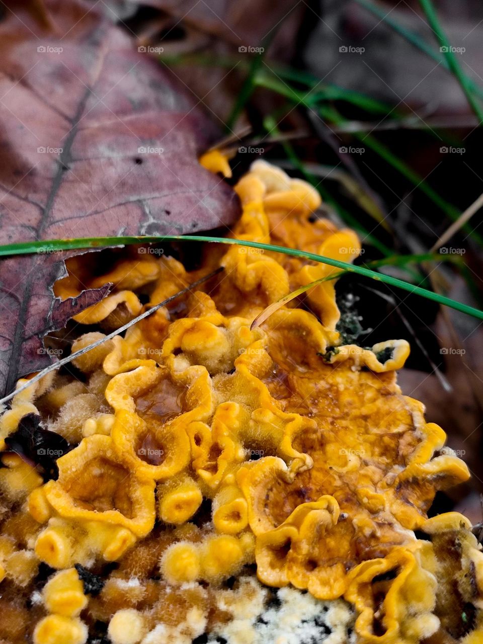 Wild yellow tiny polypore mushrooms Stereum hirsutum macro, covered with fallen leaves, on the wooden log in the forest closeup