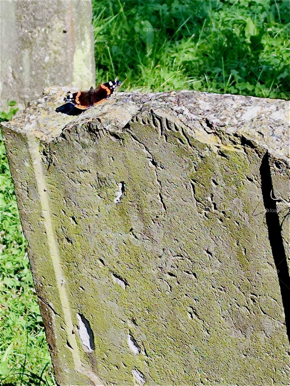 A monarch butterfly just landed on a partially withered away gravestone and ingratiates us with its presence at the wild romantic cemetery of “Altenkirchen” on the island “Rügen” in “Western Pomerania”, Germany. 2024. Hypnotic Productions