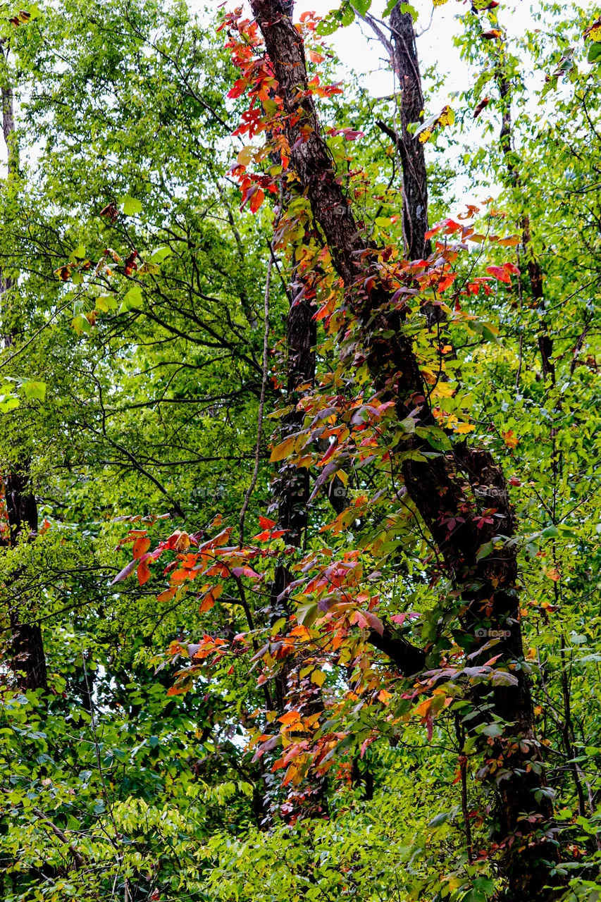 red leaves in a green forest