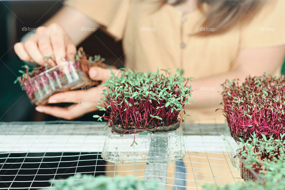 Girl in yellow dress harvesting  a microgreen