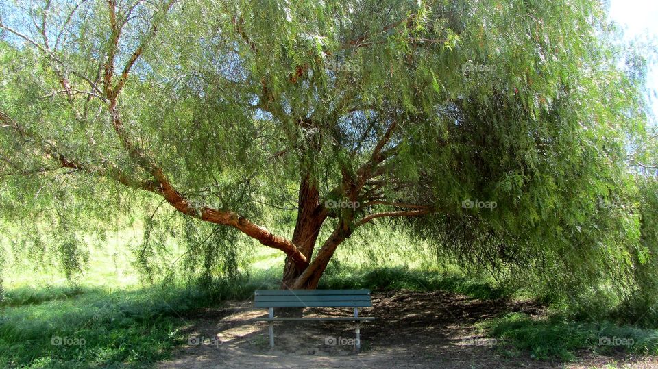 Bench under the tree