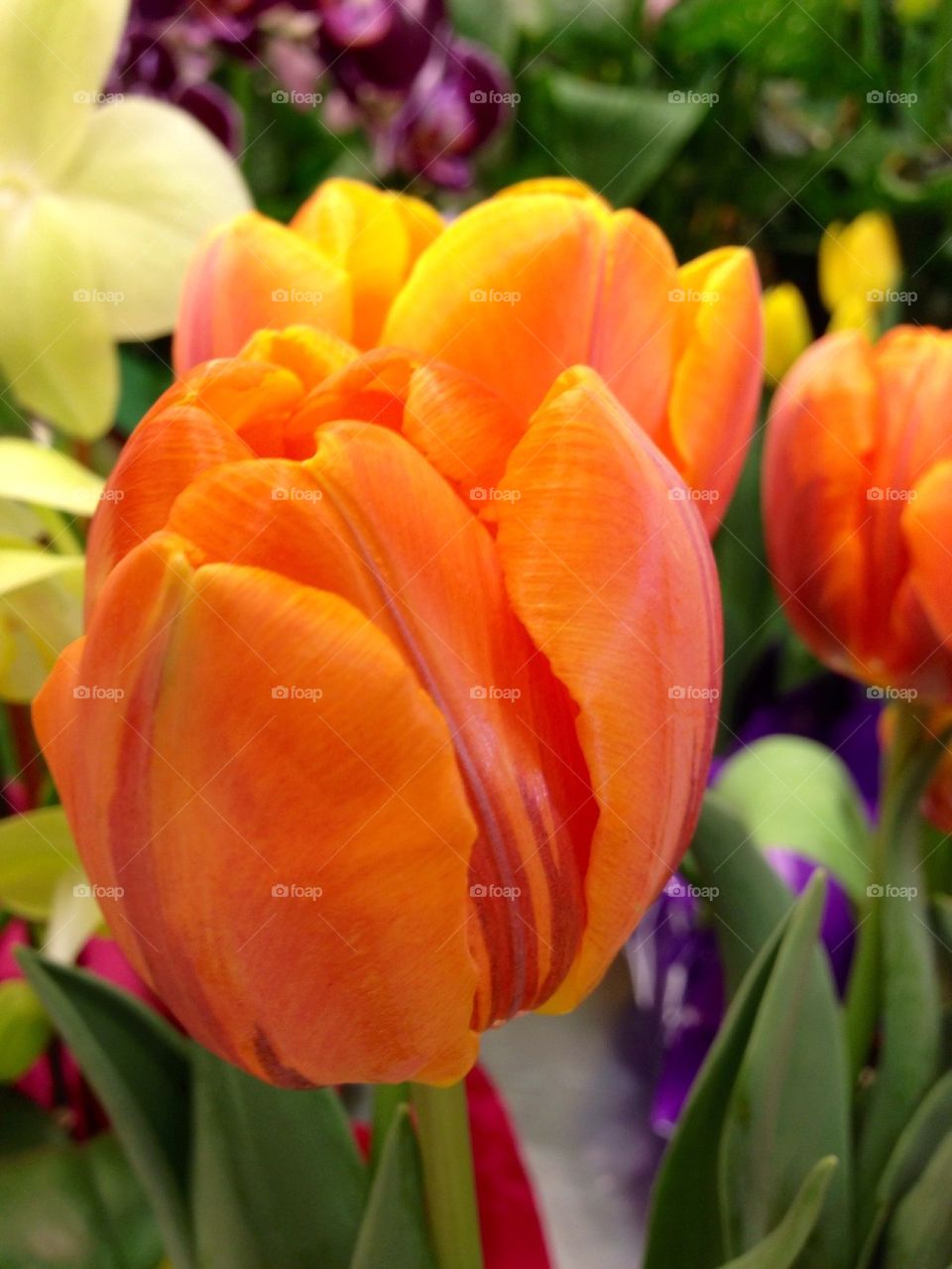 Spring tulip