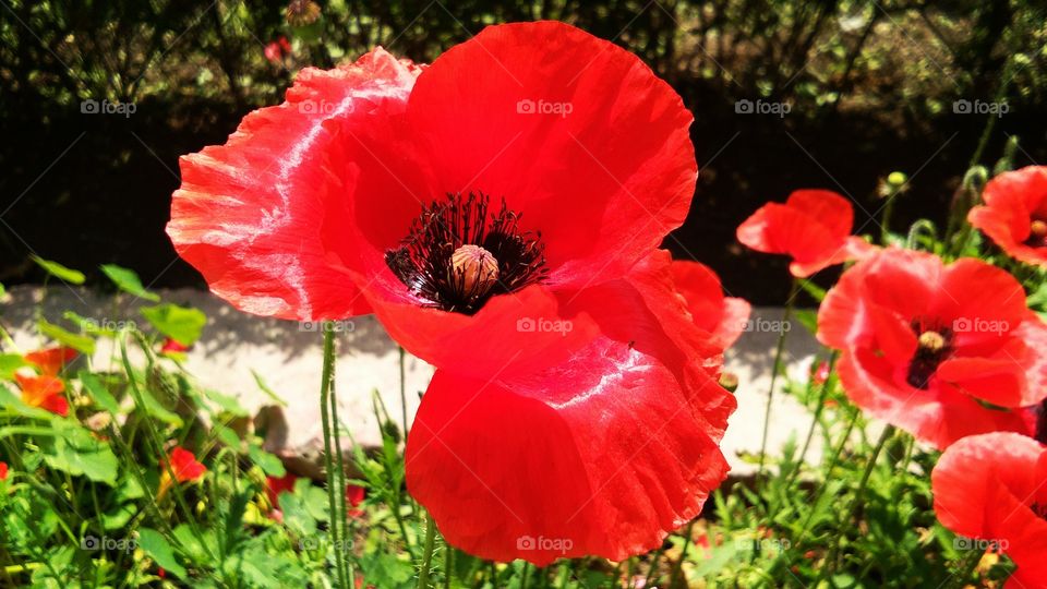beautiful red poppy flowers or papaver somniferum
