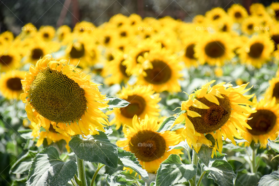 Sunflower, Flora, Nature, Flower, Summer