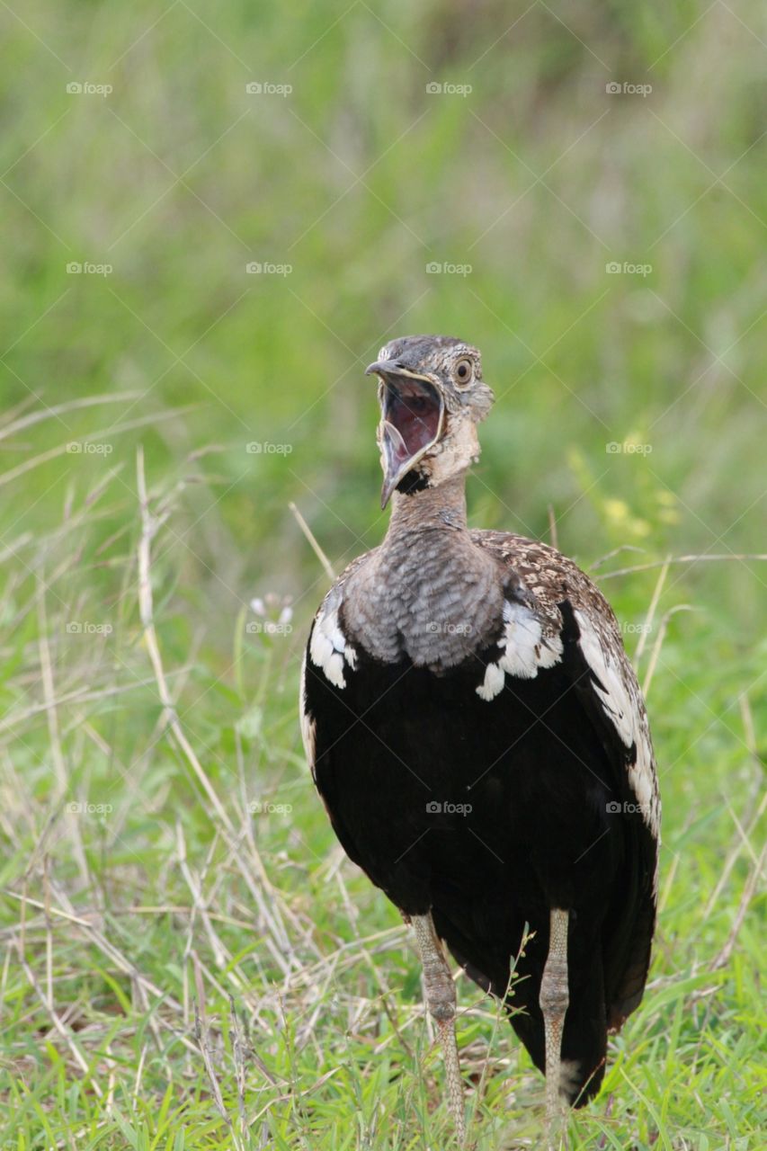 Bird in Kruger National Park