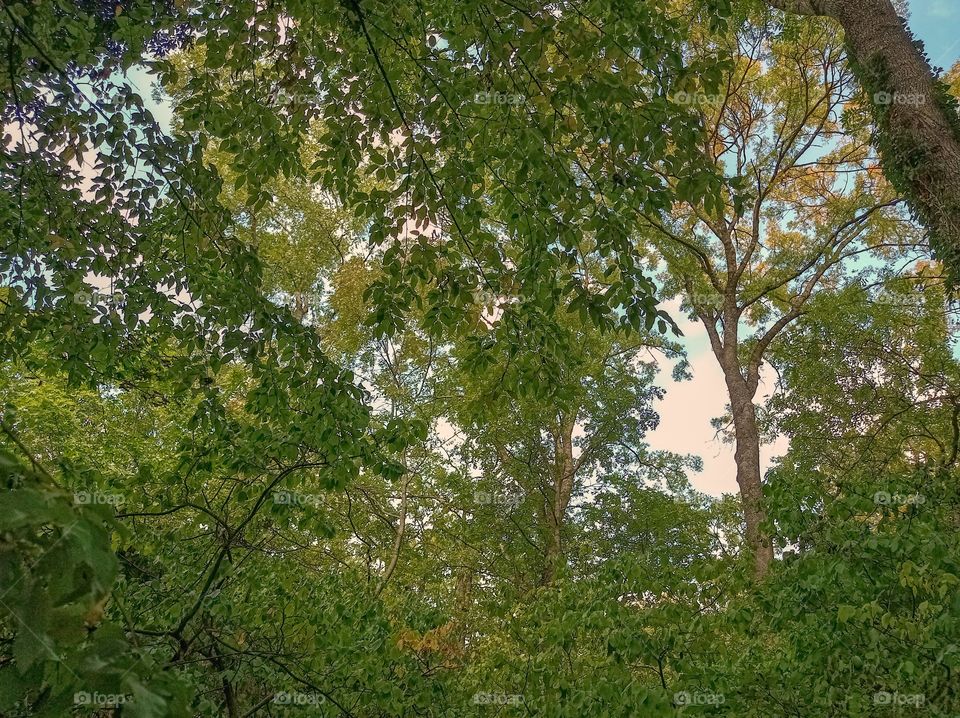 Autumn forest, crowns and branches of trees. The beauty of the forest. You can see the sky through the branches of the trees.