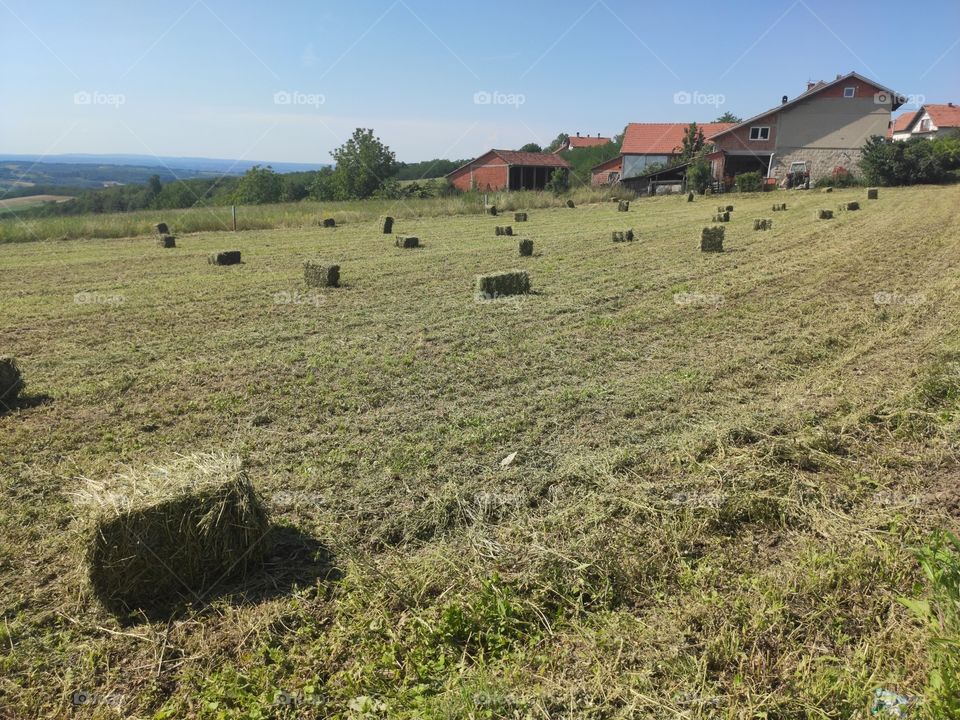 Serbia summer landscape harvested field