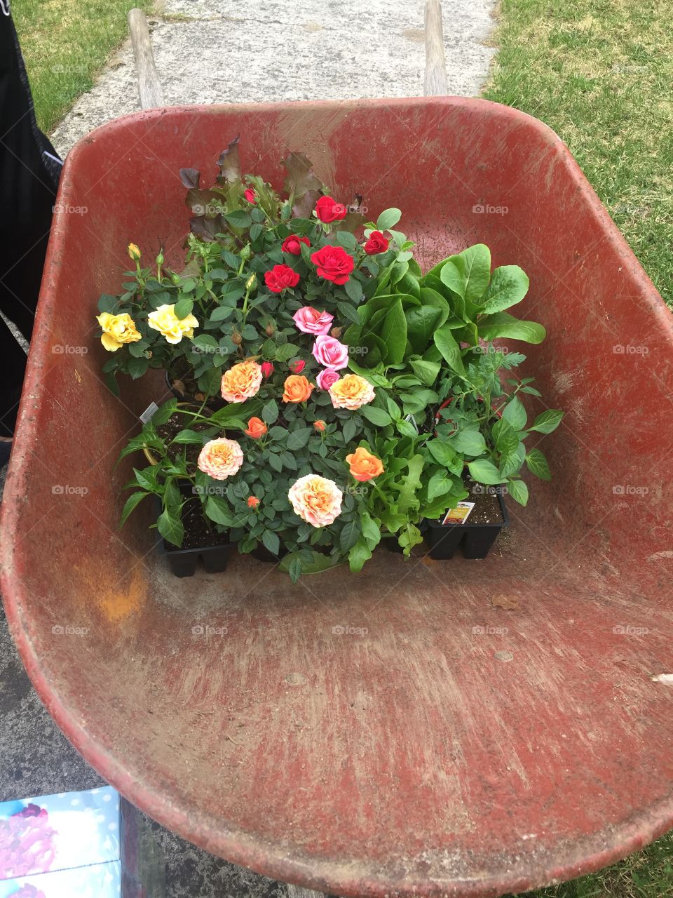 Gardening is starting 