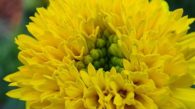 Beautiful yellow flower with a triangle shape inside
