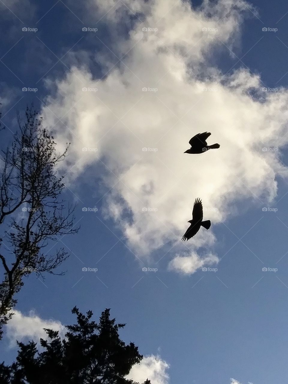 two crows in flight