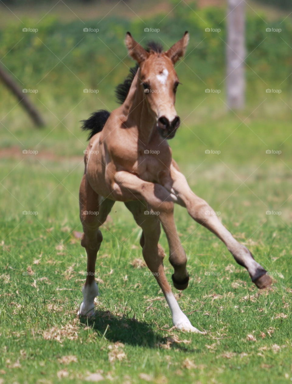 Cute little foal running