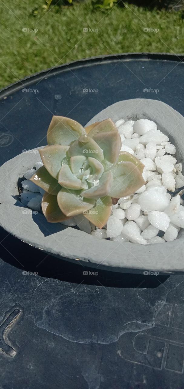 Succulent in Hart shaped planter