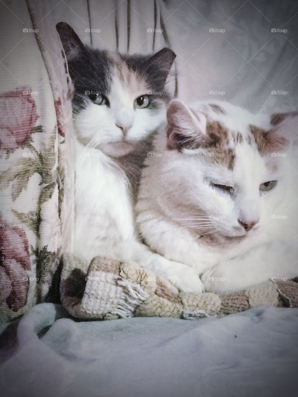 Amelia and Kippy, a May-December romance, were inseparable. Beautiful longhaired calico with shorthairs orange and white.