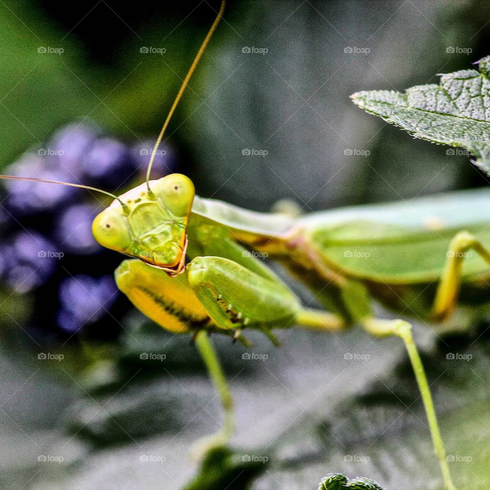 Portrait of praying mantis
