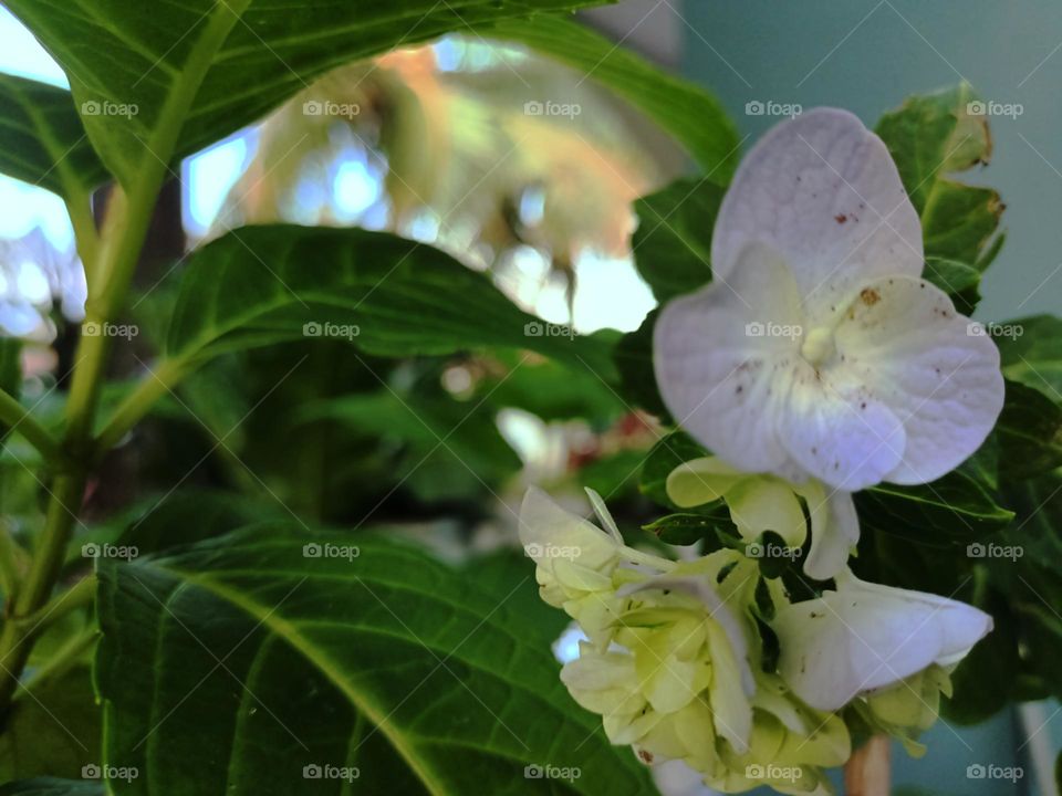Blooming hydrangea flower close-up. Lush flowering hortensia on the garden. Blue and white hydrangea in bloom. Blooming hydrangea flower close-up. Lush flowering hortensia on the garden.