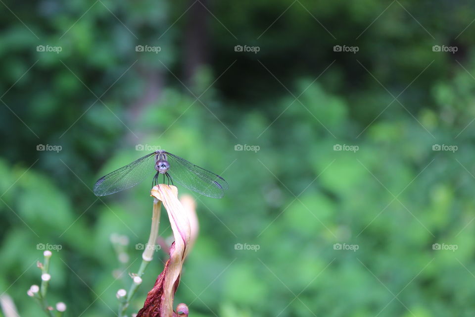 A dark dragonfly rests on a wilted flower in front of the woods