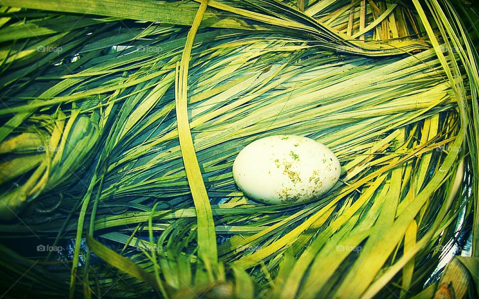 ONE PIGEON BIRD EGG PHOTO