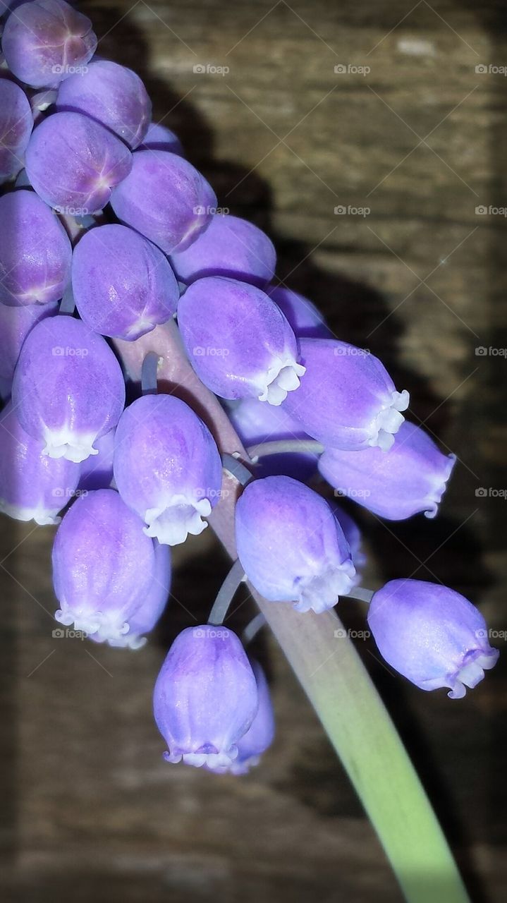 purple flowers of spring