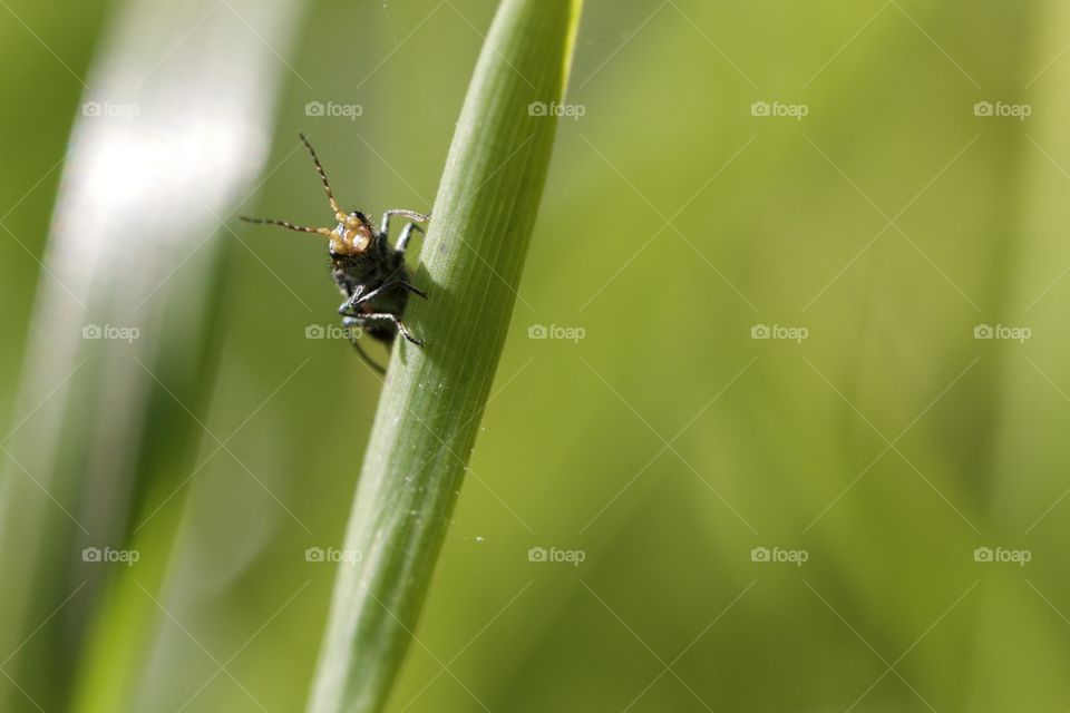 Close-up of beetle on leaf