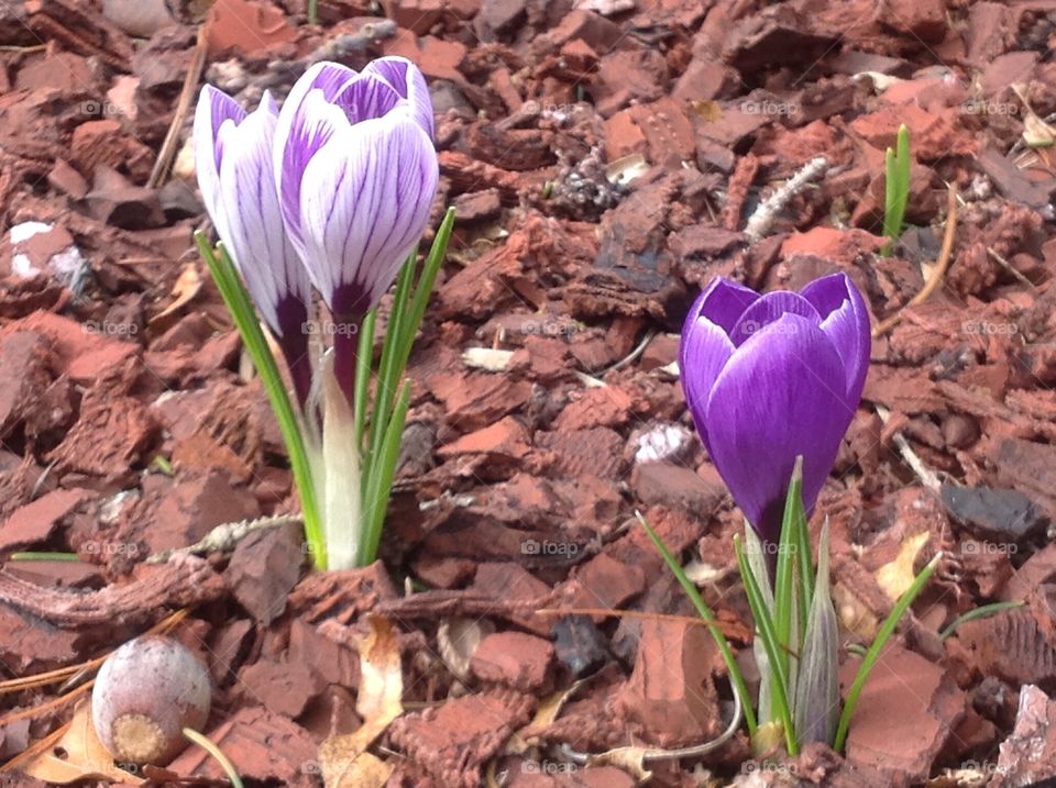 First signs of Spring, Spring crocus flower.