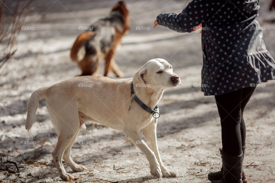 Girl playing with Labrador dog in a spring forest at sunny day 