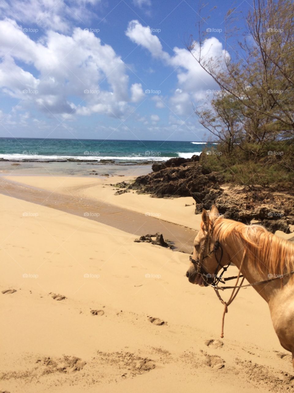 Horse back riding in Kauai . Horseback riding in Kauai 