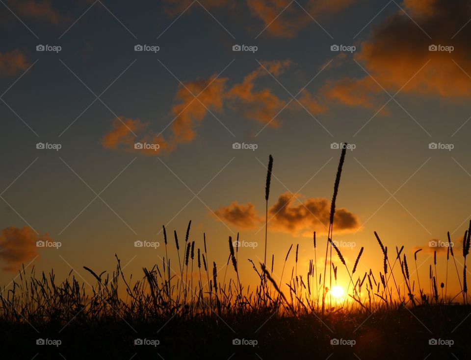Silhouette plants growing on field against sky during sunset