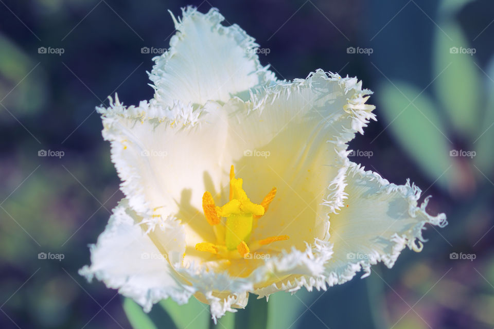 Beautiful unique white fringed tulip