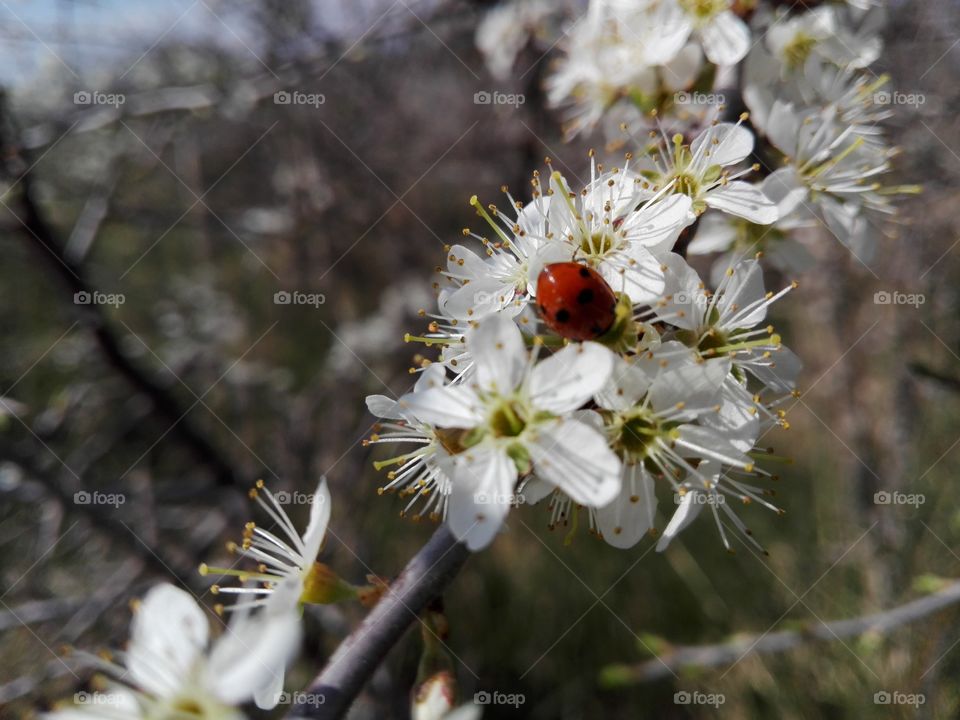 Spring