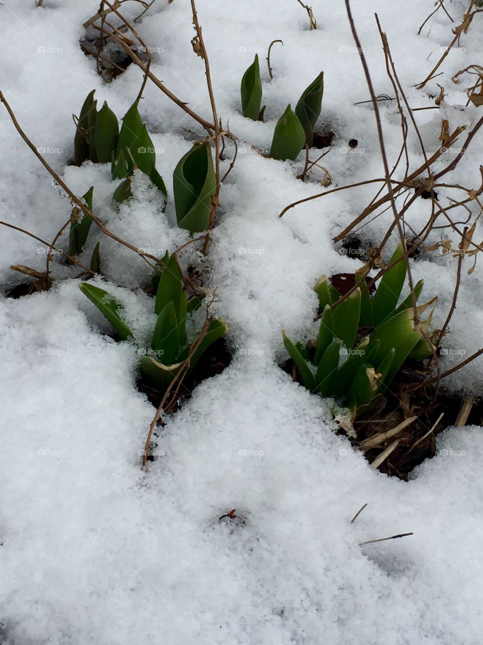 Early Spring Flowers