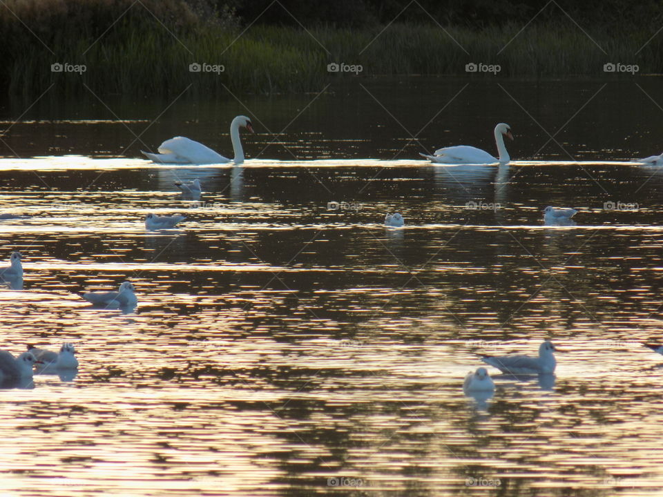 sunset swans. swans on the lake at sunset