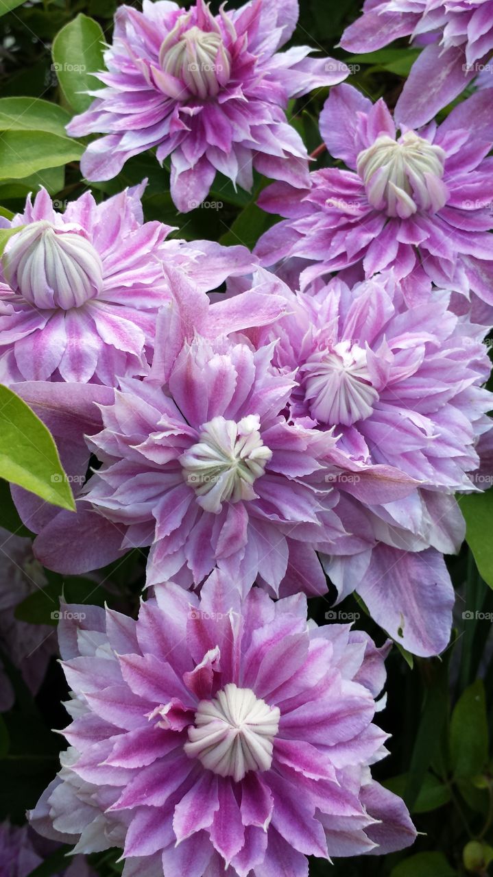 Clematis