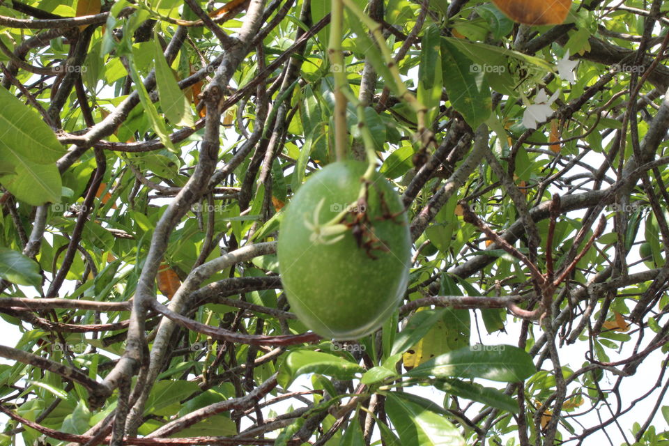 Passion Fruit