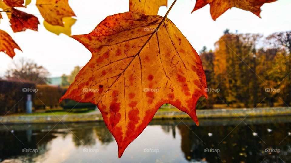 Fall, No Person, Leaf, Maple, Outdoors