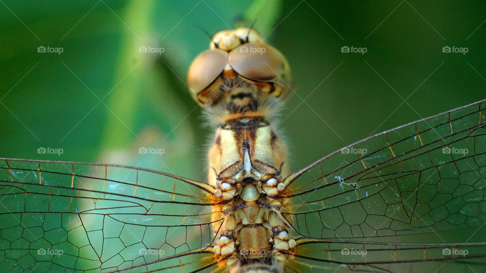 Dragonfly