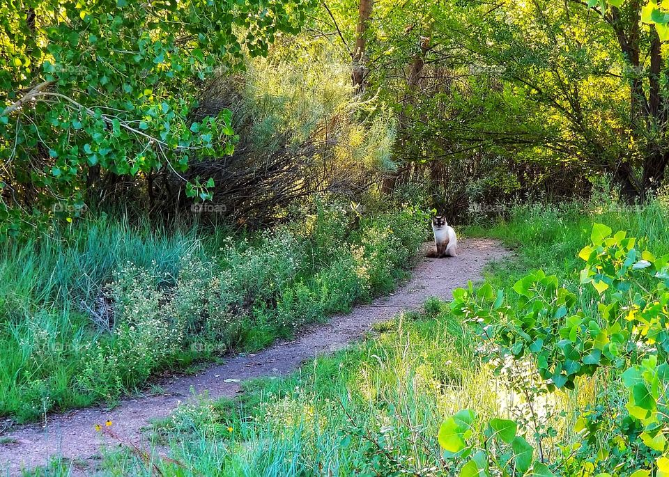 Cat on the trail