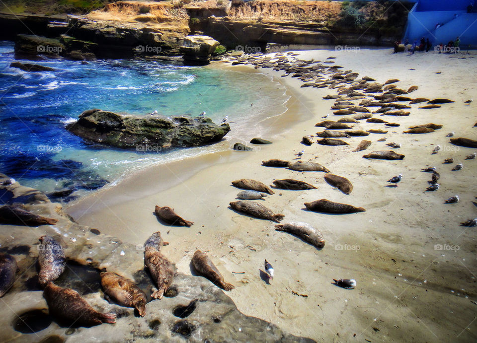 la jolla san diego beach mammals scenery by LARascal