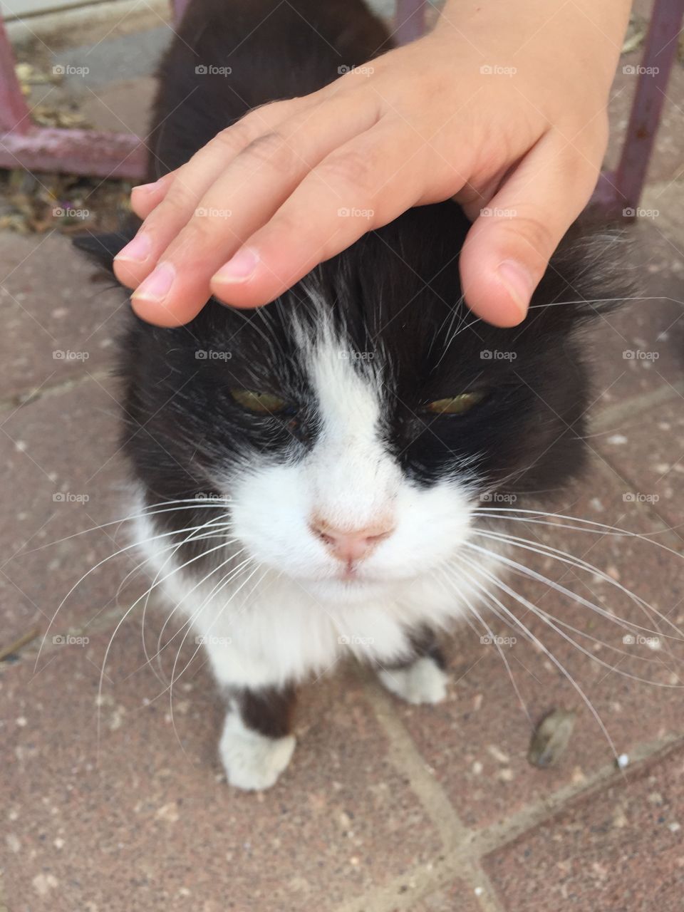 Cute cat . Boy stroking a cat 