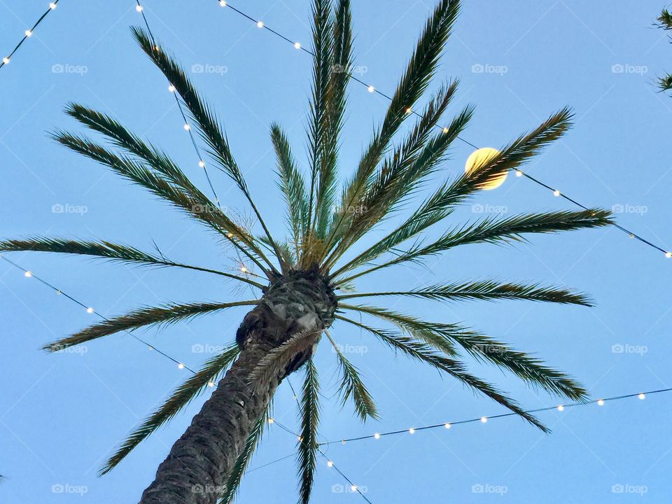 Low angle view of palm tree and fairy lights