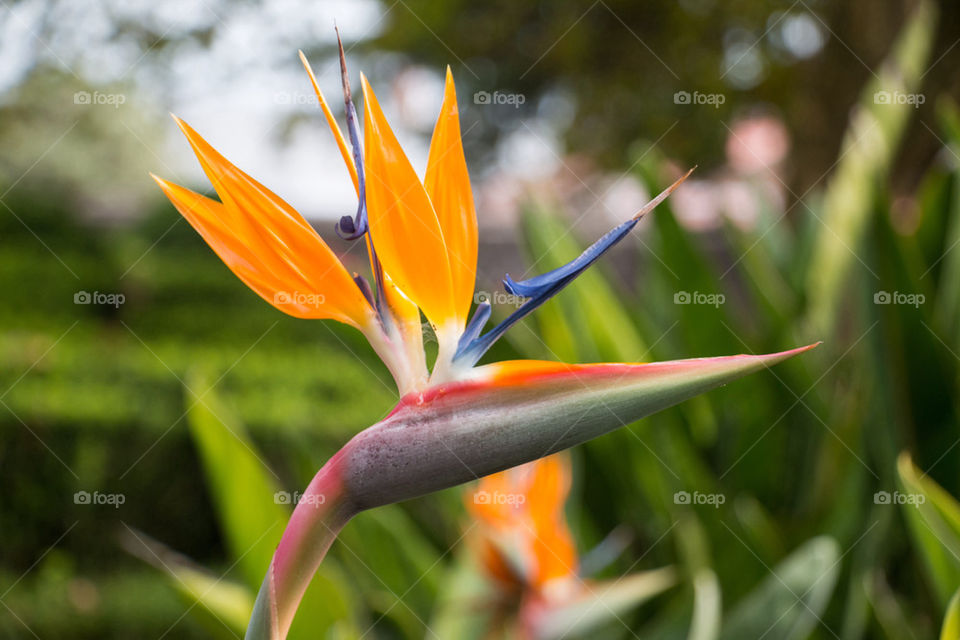 Bird of paradise 