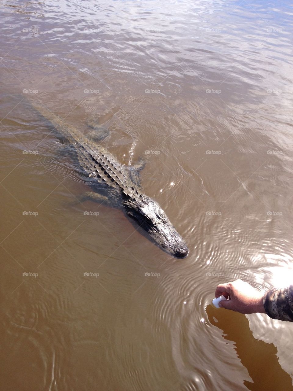 Gator