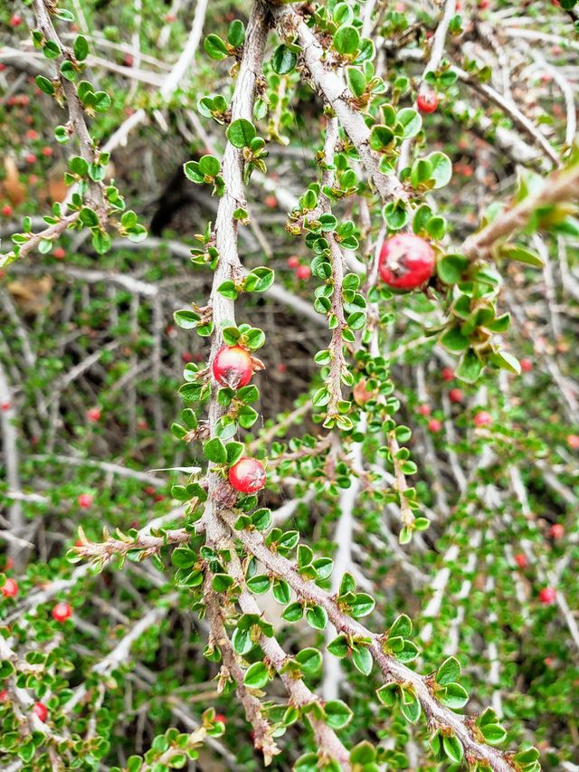 Bush berries