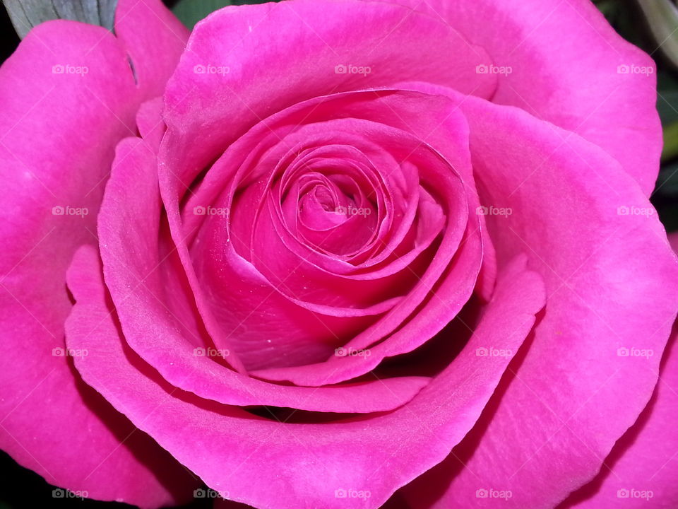 pink rose. rose