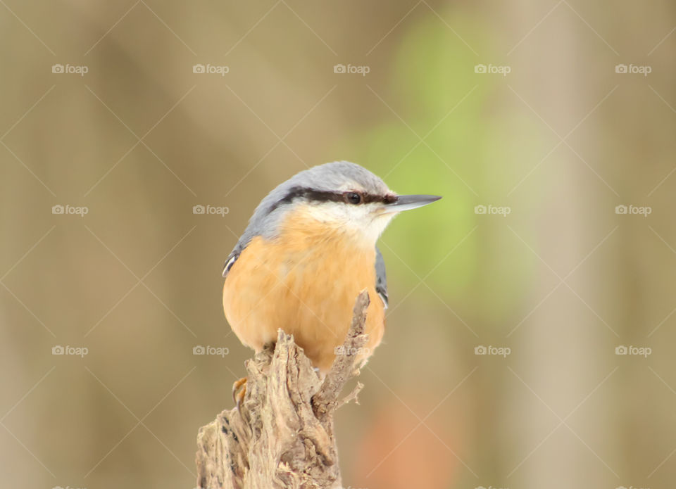 Nuthatch in winter time