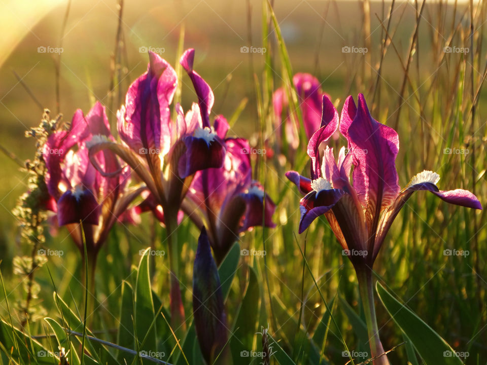 Wild flowers in steppe