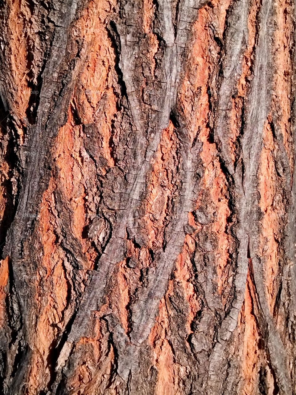 "Multiverse" Bark on a tree